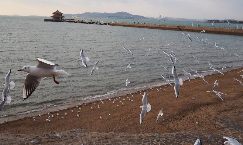 去栈桥喂个海鸥