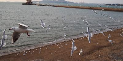 去栈桥喂个海鸥